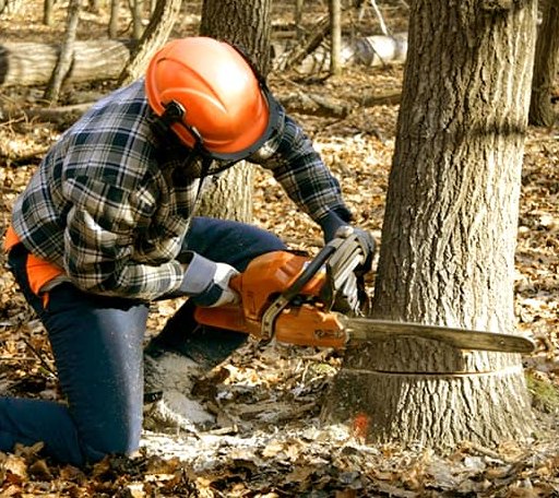 Tree Removal in Marion, LA